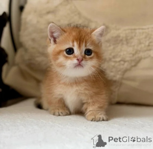 Photo №1. munchkin - à vendre en ville de Mauvais münsteerefel | 350€ | Annonce № 177648
