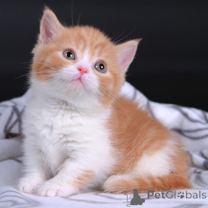 Photo №1. munchkin - à vendre en ville de Berlin | négocié | Annonce № 177820