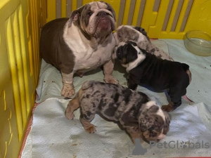 Photo №1. bulldog anglais - à vendre en ville de Billnäs | Gratuit | Annonce №127891