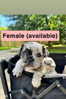 Photo №2 de l'annonce № 175986 de la vente bouledogue - acheter à Allemagne annonce privée