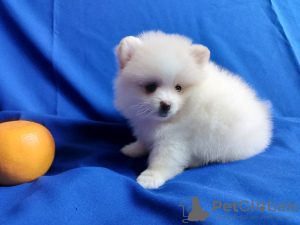 Photo №4. Je vais vendre spitz nain en ville de Prague. éleveur - prix - 535€