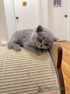 Photo №1. british shorthair - à vendre en ville de Frechen | 350€ | Annonce № 173627