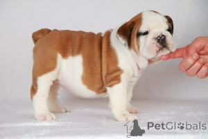 Photo №1. beagle - à vendre en ville de Athènes centrale | négocié | Annonce №158311