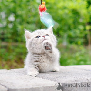 Photo №4. Je vais vendre munchkin en ville de New york. éleveur - prix - 372€