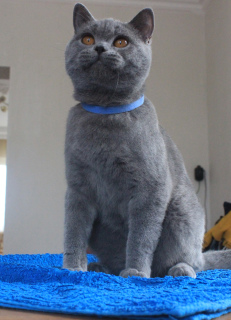 Photo №2 de l'annonce № 3975 de la vente british shorthair - acheter à Biélorussie de la fourrière