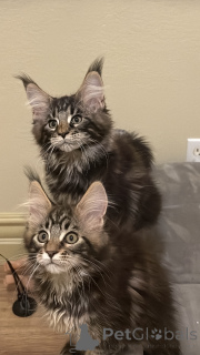 Photo №2 de l'annonce № 135539 de la vente maine coon - acheter à USA annonce privée