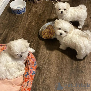 Photo №4. Je vais vendre bichon maltais en ville de Canberra. annonce privée - prix - négocié