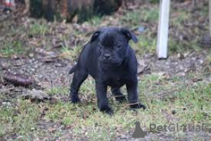 Photo №1. staffordshire bull terrier - à vendre en ville de Madrid | 850€ | Annonce №165995