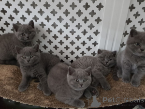 Photo №3. Chatons British Shorthair bleus. Allemagne