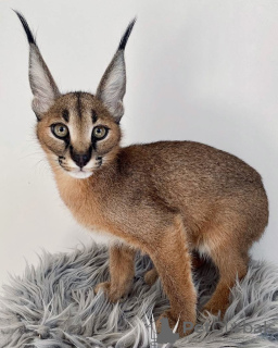 Photo №1. caracal - à vendre en ville de Berlin | négocié | Annonce № 83027