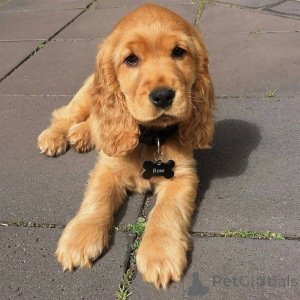 Photo №1. cocker spaniel anglais - à vendre en ville de Kivik | 1000€ | Annonce №168266