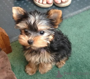 Photo №2 de l'annonce № 165299 de la vente yorkshire terrier - acheter à La finlande 