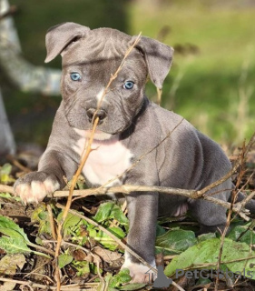 Photo №1. american pit bull terrier - à vendre en ville de Антверпен | 615€ | Annonce №55884