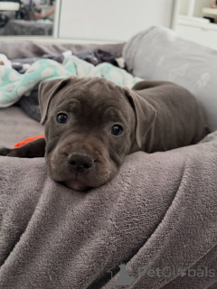 Photo №3. Chiots Staffordshire Bull Terrier prêts à partir Réservez le vôtre maintenant. République Tchèque