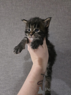 Photo №2 de l'annonce № 152379 de la vente maine coon - acheter à L'Autriche éleveur
