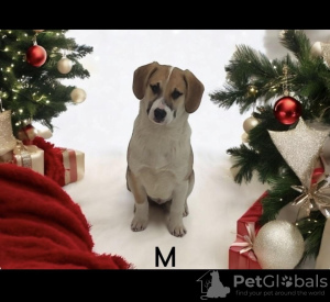 Photo №3. Les chiots sont entre de bonnes mains.. Fédération de Russie