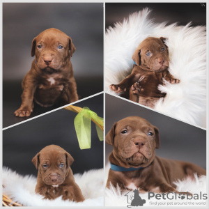 Photo №4. Je vais vendre american pit bull terrier en ville de Saint-Pétersbourg. annonce privée - prix - 1848€