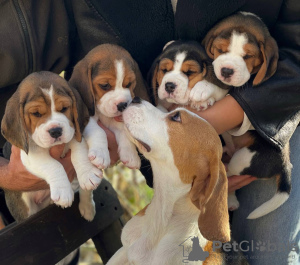 Photo №1. beagle - à vendre en ville de Tiraspol | 237€ | Annonce №124815