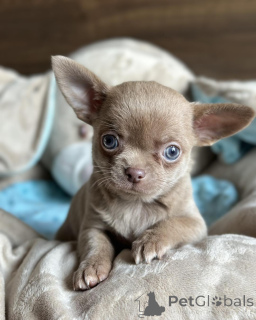 Photo №3. Smukke chihuahua-hvalpe søger kærlige hjem for altid. Danemark
