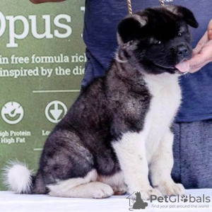 Photos supplémentaires: Chiots Akita américains