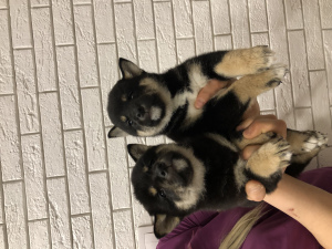 Photo №2 de l'annonce № 5647 de la vente shiba - acheter à Fédération de Russie 