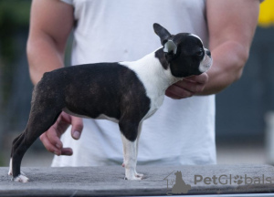 Photos supplémentaires: Boston Terrier Beaux chiots à vendre