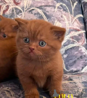 Photo №4. Je vais vendre british shorthair en ville de Sérigraphie.  - prix - 580€