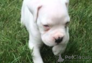 Photo №2 de l'annonce № 129103 de la vente boxer - acheter à La finlande éleveur