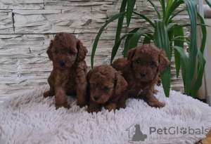 Photos supplémentaires: Chiots caniche rouge jouet à vendre