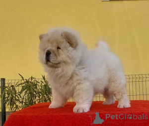 Photo №2 de l'annonce № 178296 de la vente chow-chow - acheter à République Tchèque 