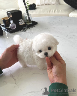 Photo №1. bichon à poil frisé - à vendre en ville de Paris | négocié | Annonce №85512