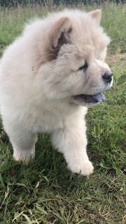 Photos supplémentaires: Chiots Chow Chow