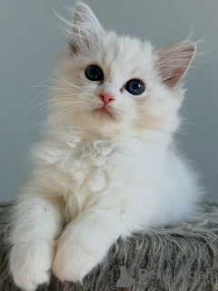 Photo №3. Des chatons Ragdoll exceptionnels, des compagnons à poil doux et axés sur les. Pays Bas