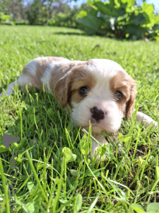 Photo №3. Chiots Cavalier King Charles Spaniel.. La Lettonie