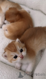 Photo №4. Je vais vendre british shorthair en ville de Prague. de la fourrière, éleveur - prix - 850€