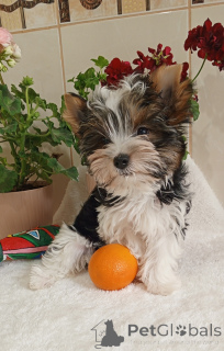 Photo №2 de l'annonce № 139124 de la vente biewer yorkshire terrier - acheter à Turquie éleveur