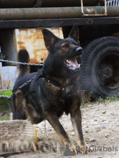 Photo №3. Chiots berger allemand. Lignes de travail. type RDA.. Ukraine