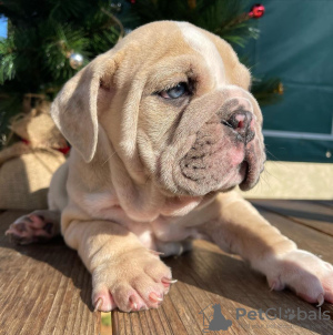 Photo №1. bulldog anglais - à vendre en ville de Wyoming | 284€ | Annonce №36284