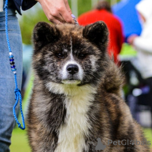 Photo №1. akita (chien) - à vendre en ville de Minsk | 962€ | Annonce №20400