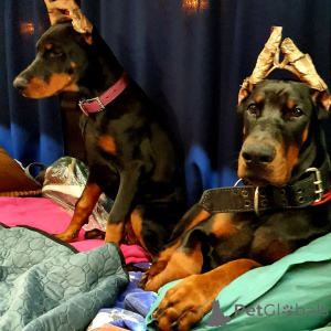 Photo №2 de l'annonce № 149009 de la vente dobermann - acheter à Allemagne annonce privée