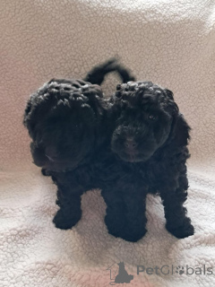 Photo №1. caniche (jouet) - à vendre en ville de Gioleika | 400€ | Annonce №172464
