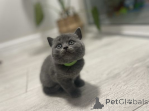 Photo №1. british shorthair - à vendre en ville de Alsdorf | 350€ | Annonce № 164554