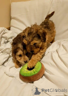 Photo №1. cocker spaniel anglais - à vendre en ville de Bleialf | 380€ | Annonce №166925