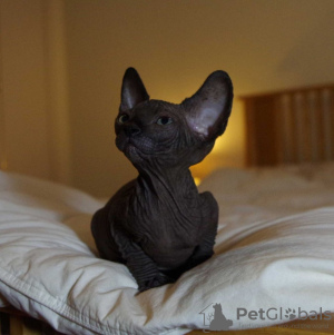 Photo №1. sphynx - à vendre en ville de Москва | 1136€ | Annonce № 109503