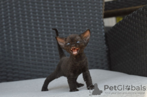 Photo №3. Les chatons Devon Rex sont prêts à être vendus. Espagne