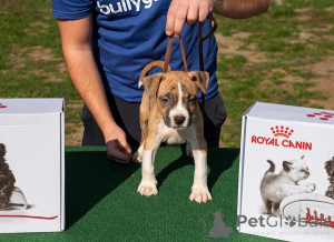 Photo №4. Je vais vendre american staffordshire terrier en ville de Obrénovac. éleveur - prix - négocié