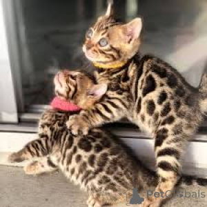 Photo №2 de l'annonce № 168364 de la vente bengal - acheter à Pologne annonce privée, éleveur