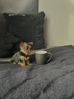 Photo №1. yorkshire terrier - à vendre en ville de Munich | négocié | Annonce №168619