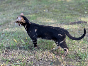 Photo №1. bengal - à vendre en ville de Ливерпуль | négocié | Annonce № 36697