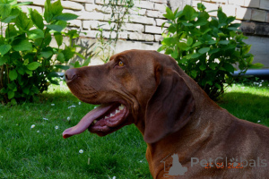 Photo №3. Chiots hongrois hongrois-hongrois. Serbie